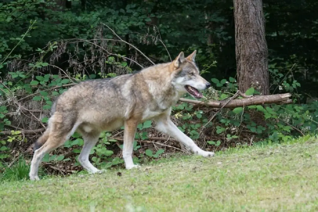 Hunde der Wolfsrasse
