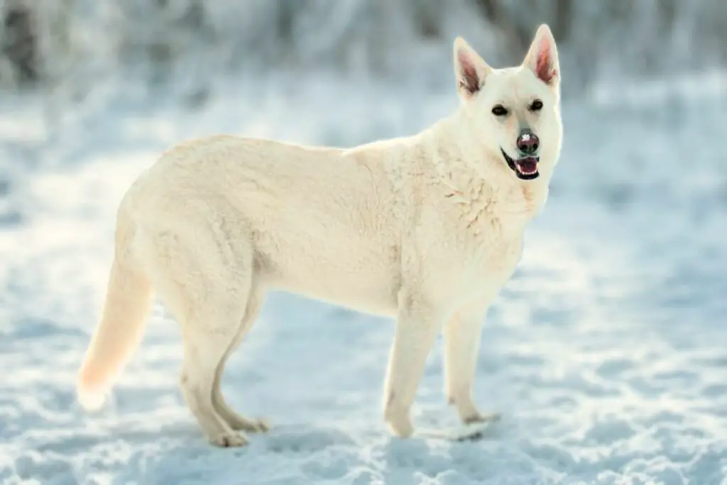 Hunde, die wie Deutsche Schäferhunde aussehen, es aber nicht sind
