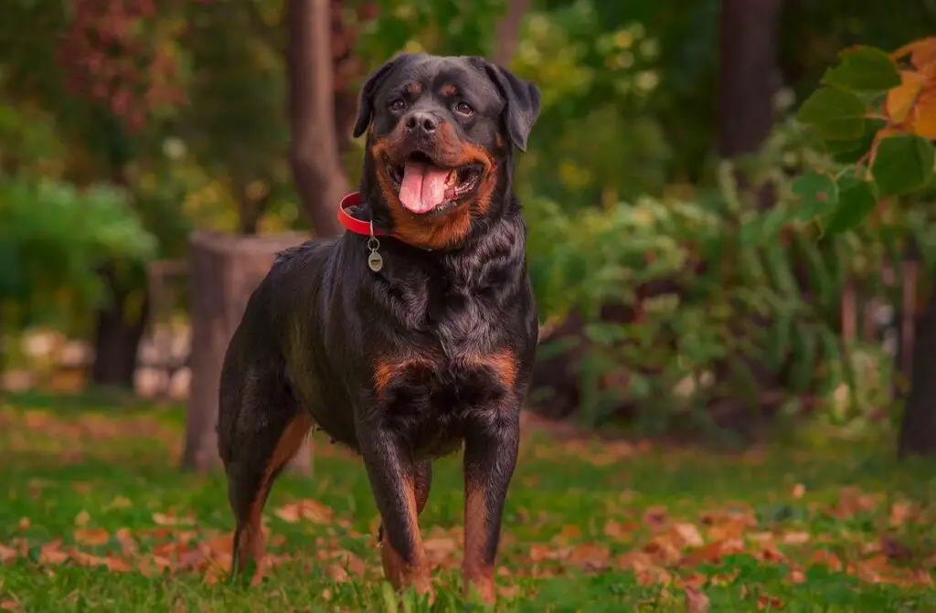 ästhetische Hunde
