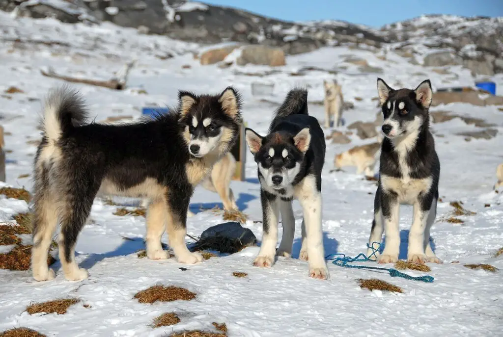 Hunderassen aus Alaska