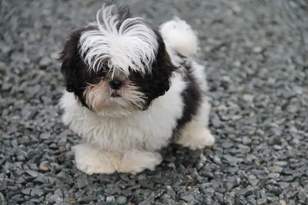 Anti-Haarausfall-Hunde
