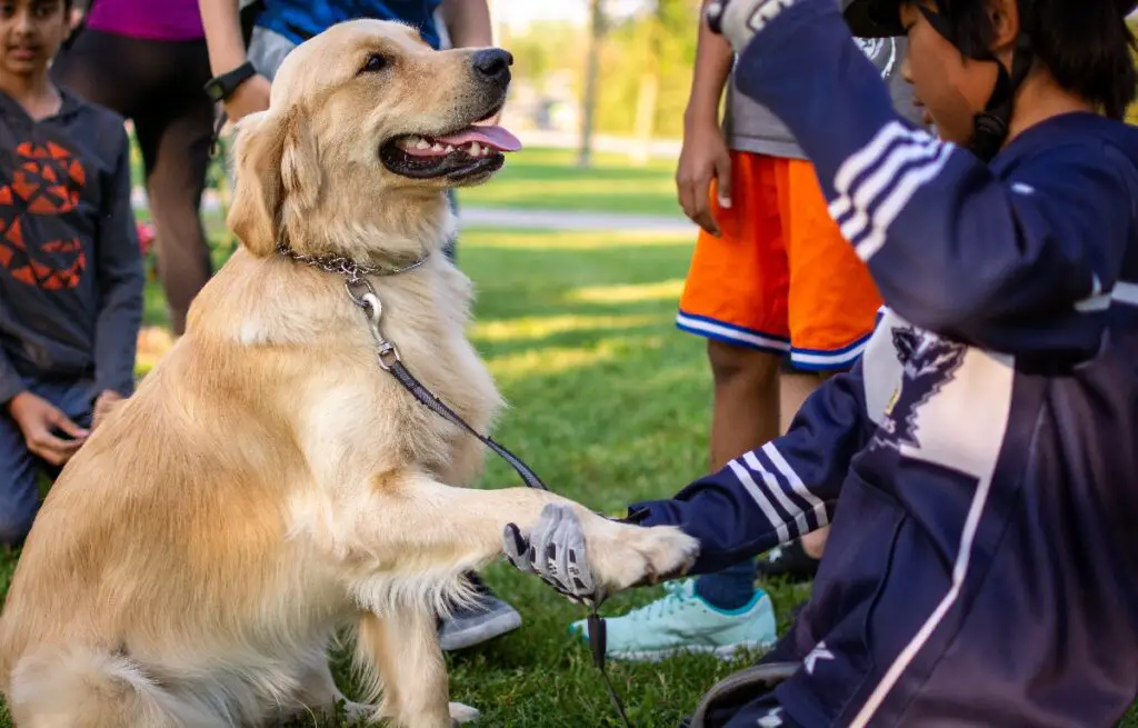 sind Golden Retriever-Labore
