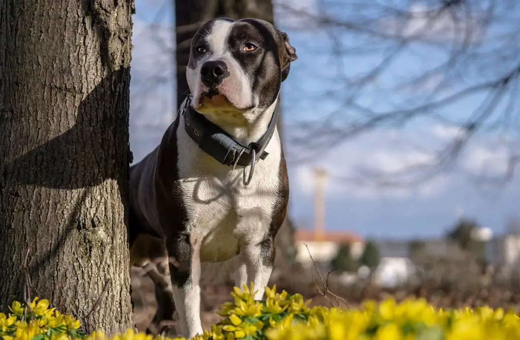 schöne große Hunde
