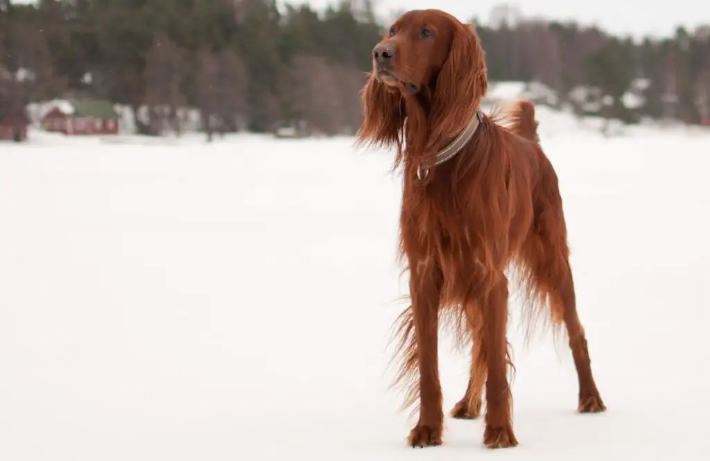 schöne Hunde
