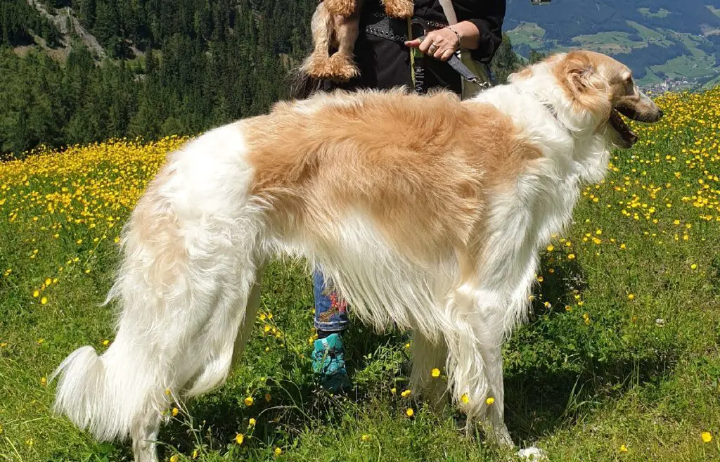 beste große Hunde
