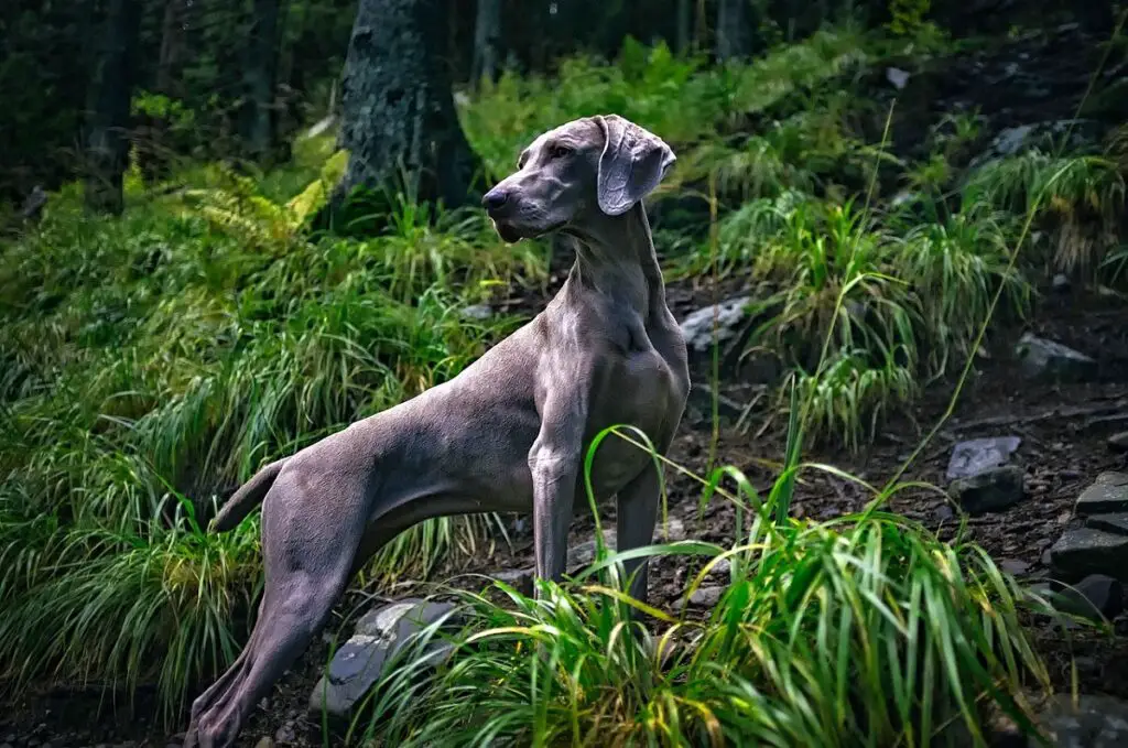 beste große Hunde
