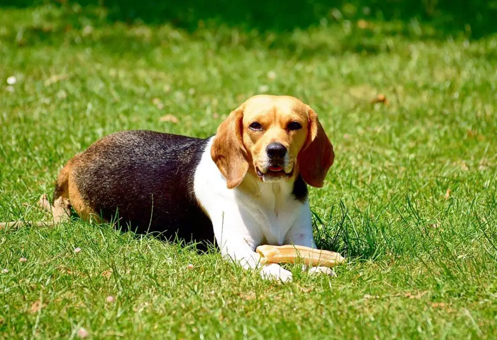 beste Hunde für Anfänger
