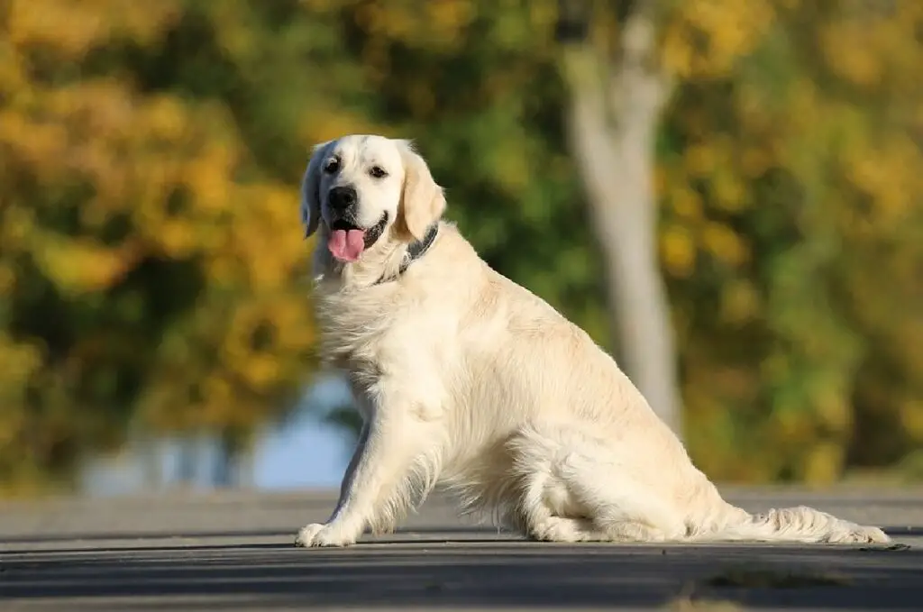 Die besten Hunde für Erstbesitzer
