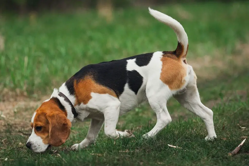 beste Hunde für die Jagd
