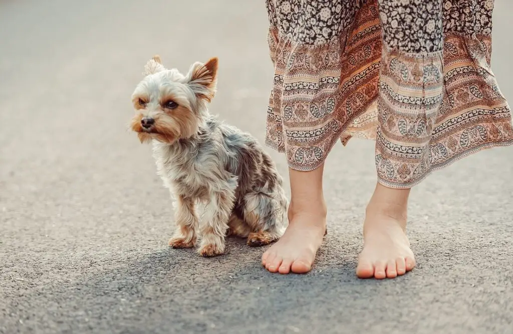 die besten Hunde, die man bekommen kann
