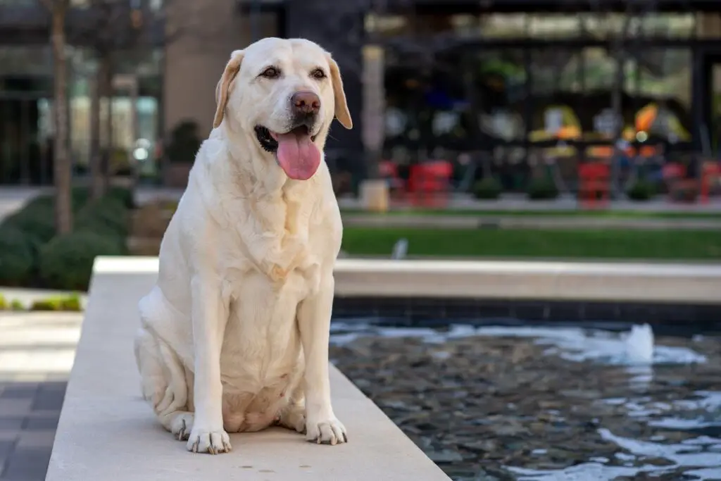 die besten Hunde, die man haben kann
