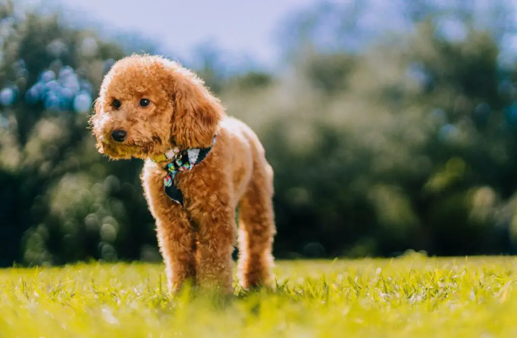 Die besten Hunde, die man besitzen kann
