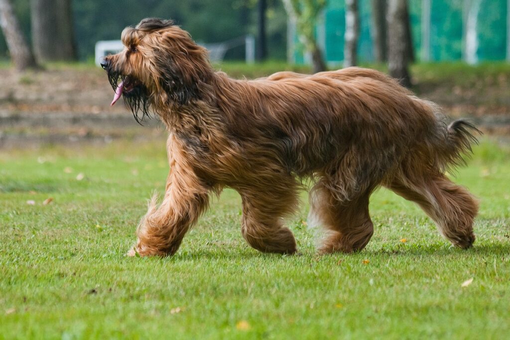 beste Hütehunde für Rinder
