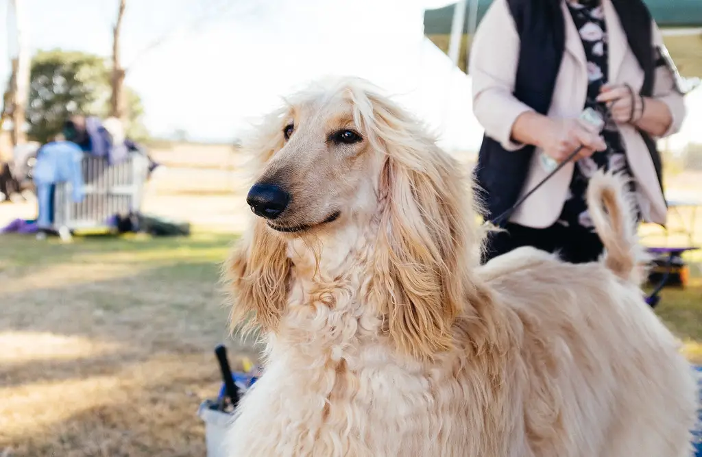 am besten aussehende Hunde
