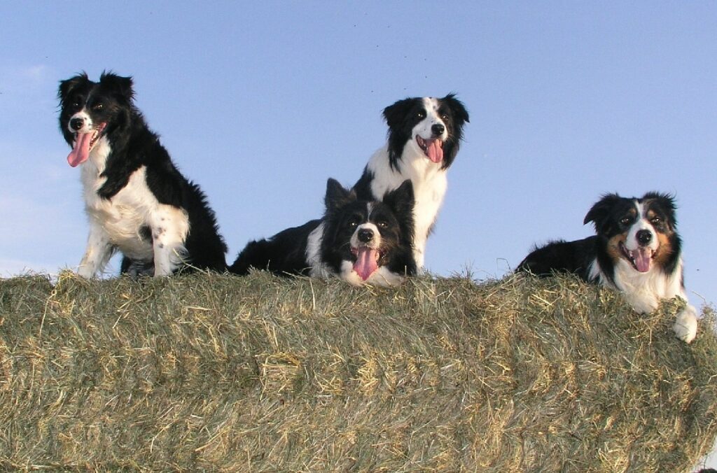 Hunde mit dem besten Temperament
