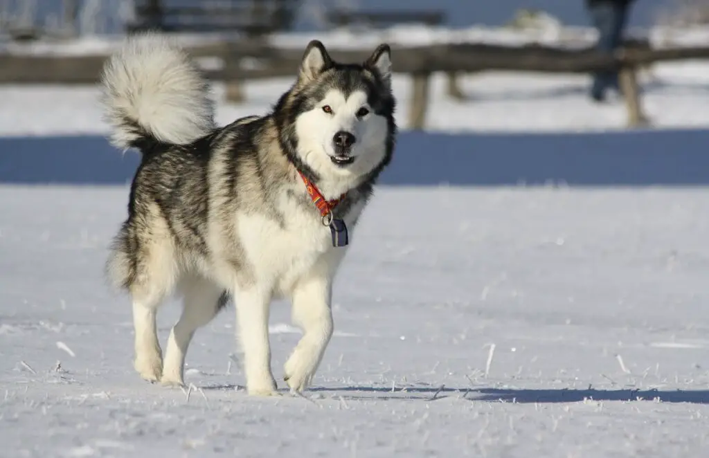 großer Alaska-Hund
