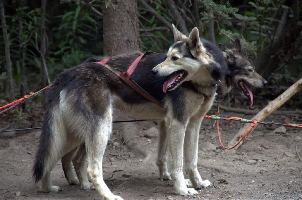 großer Alaska-Hund