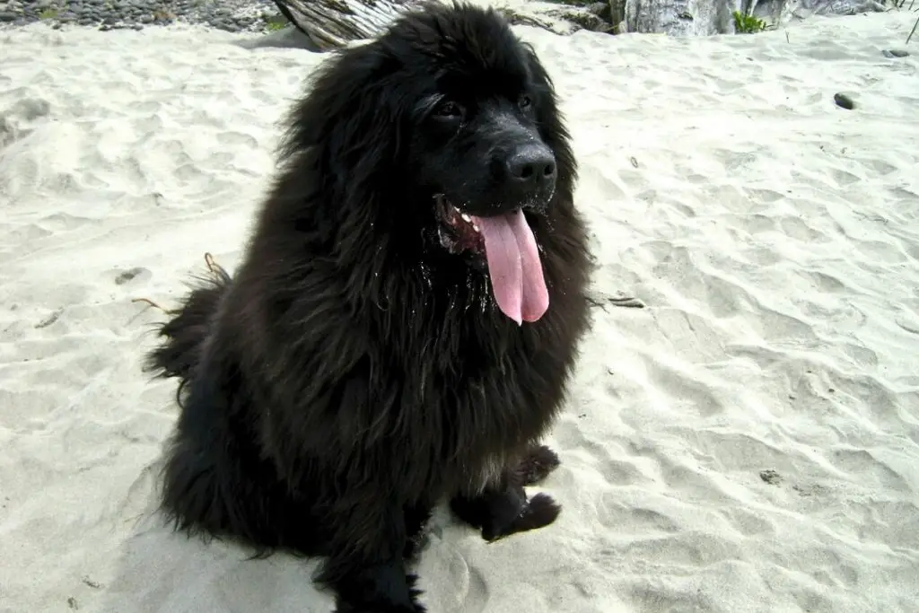 große Hunde mit langen Haaren
