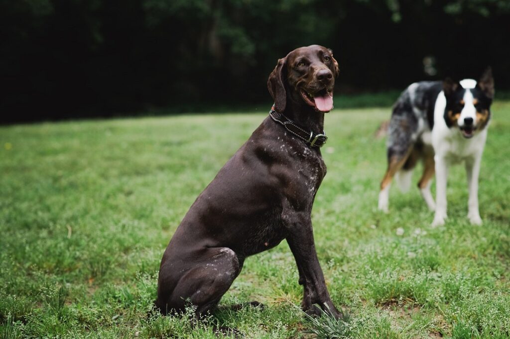 große Jagdhunde