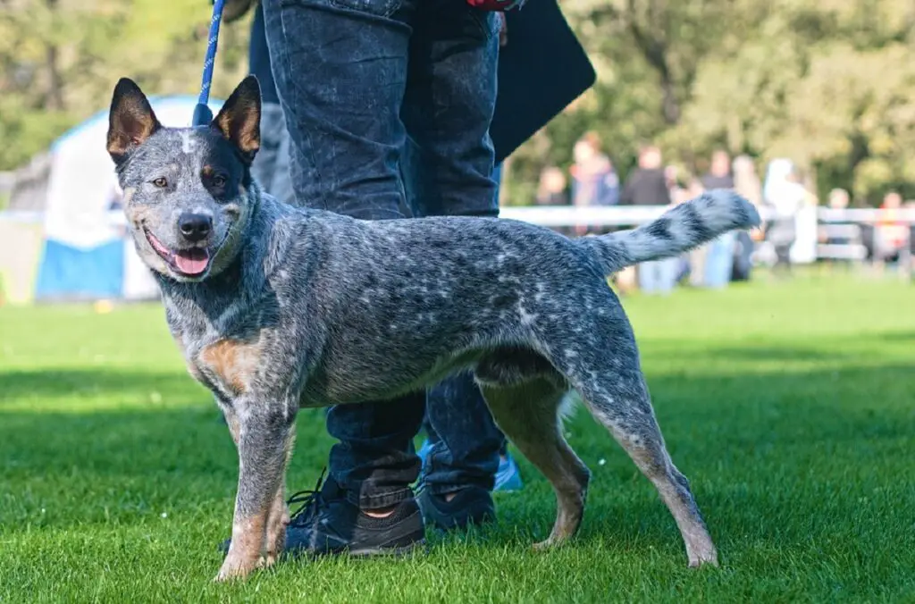 blauer Hund
