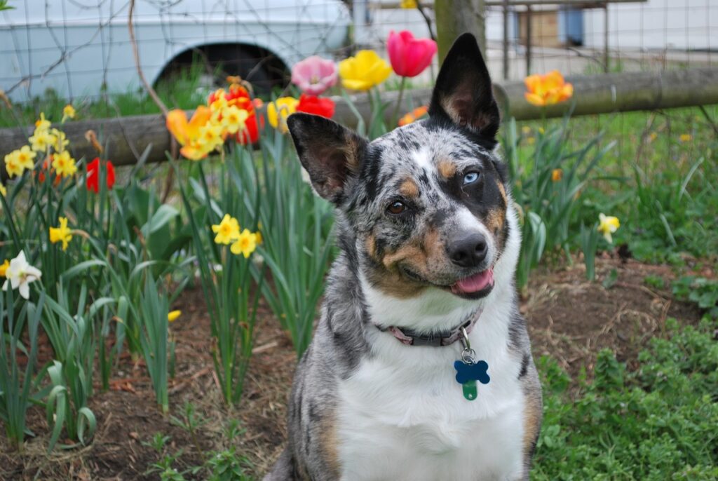 Blue Merle Hund
