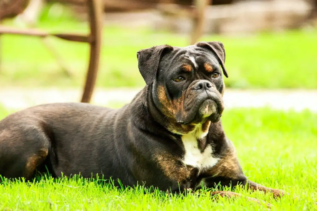 braune Bulldogge
