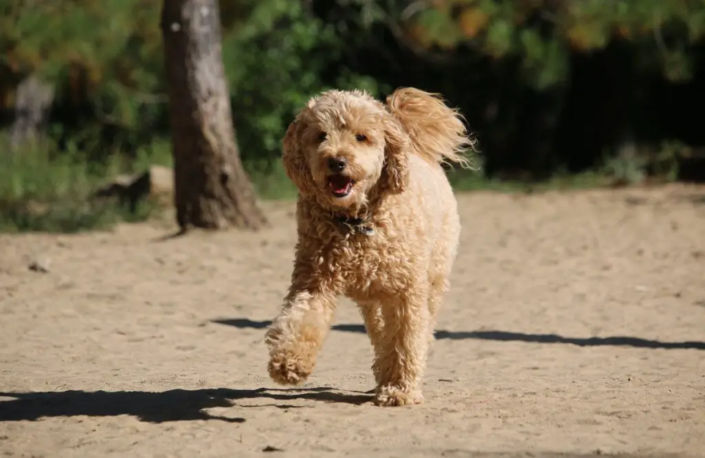 Brauner Teddybärhund
