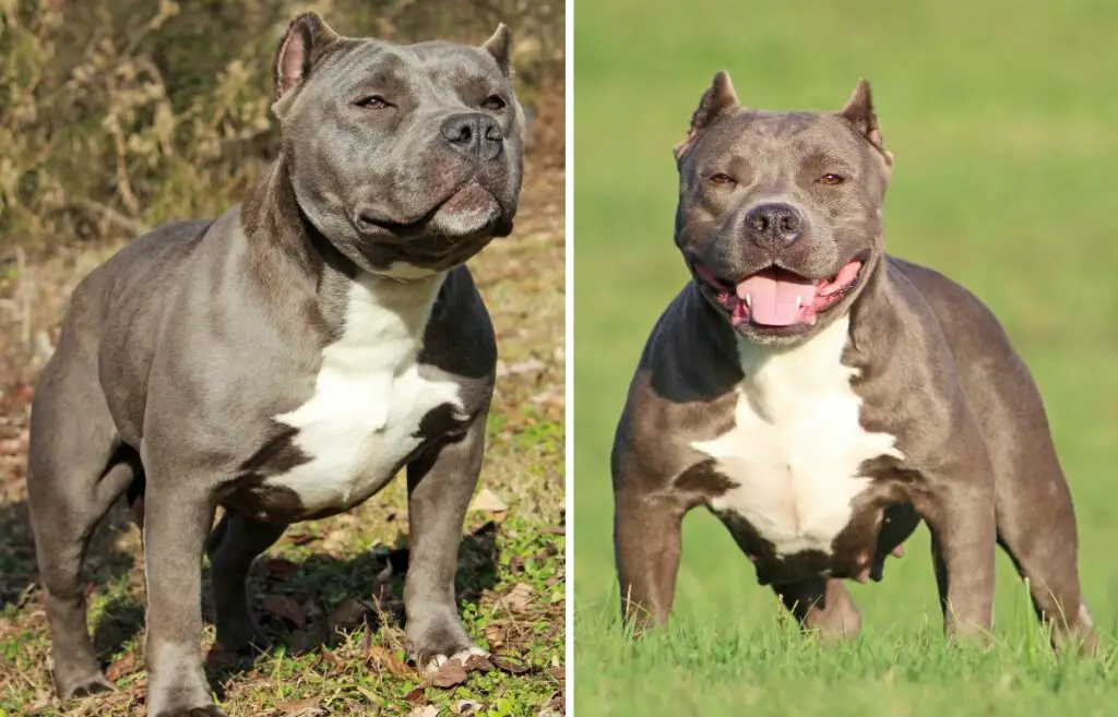 tyrannische Arten von Bulldoggen
