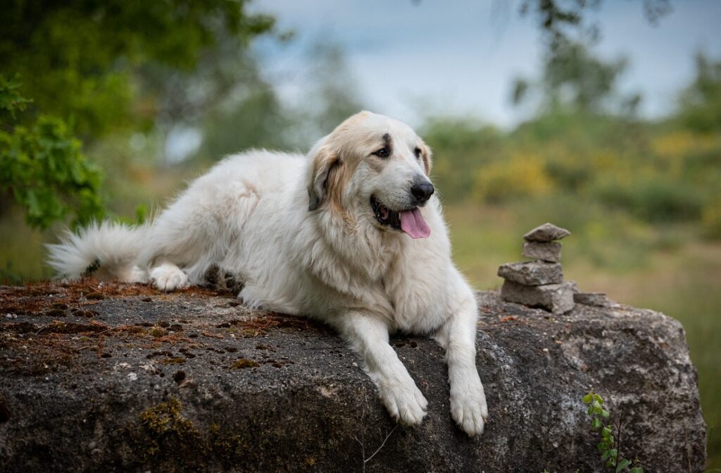 ruhigster Hund
