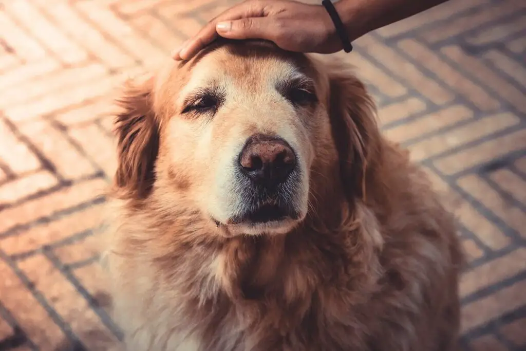 häufiges Gesundheitsproblem beim Golden Retriever