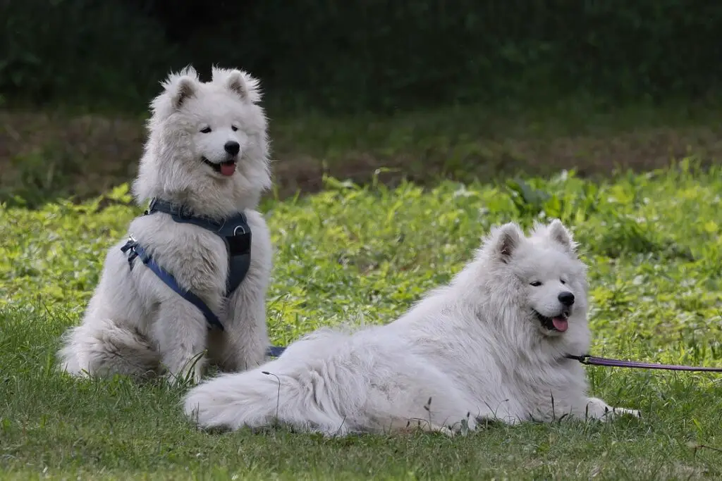 süße große Hunde
