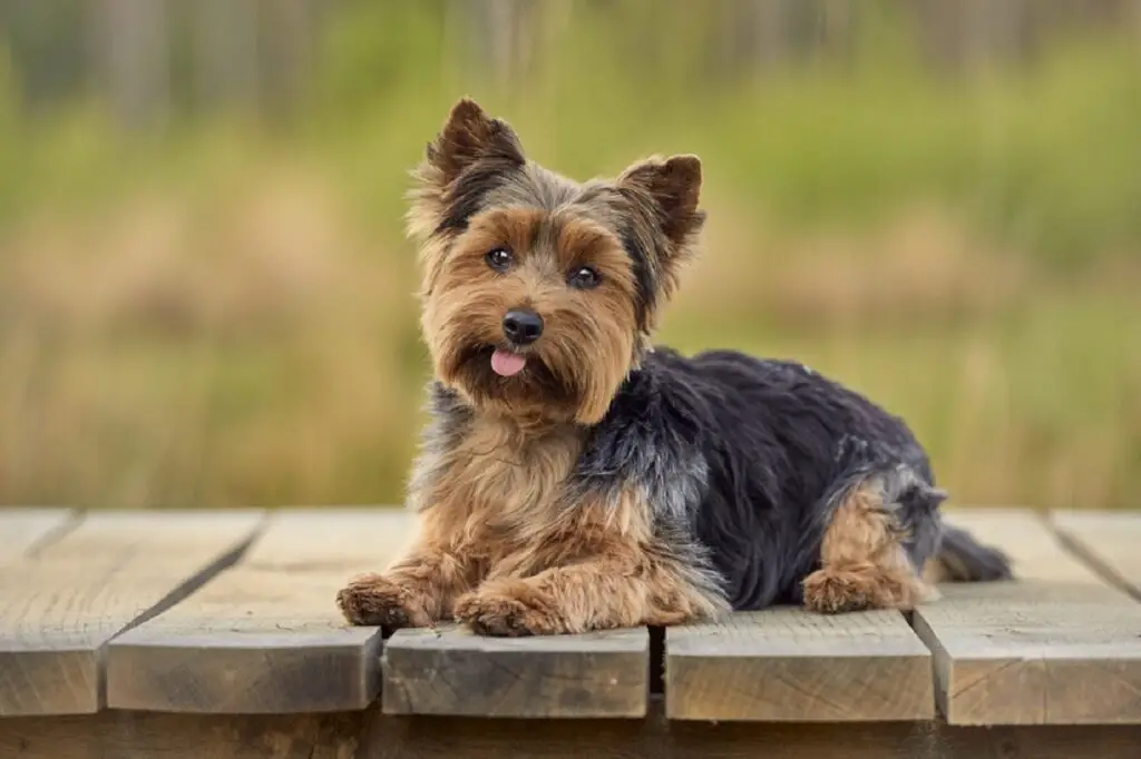 süße Hunde, die nicht haaren
