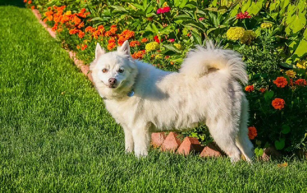 süßer kleiner weißer Hund
