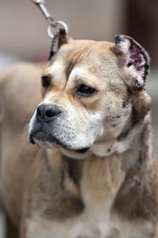 verschiedene Bulldoggenrassen
