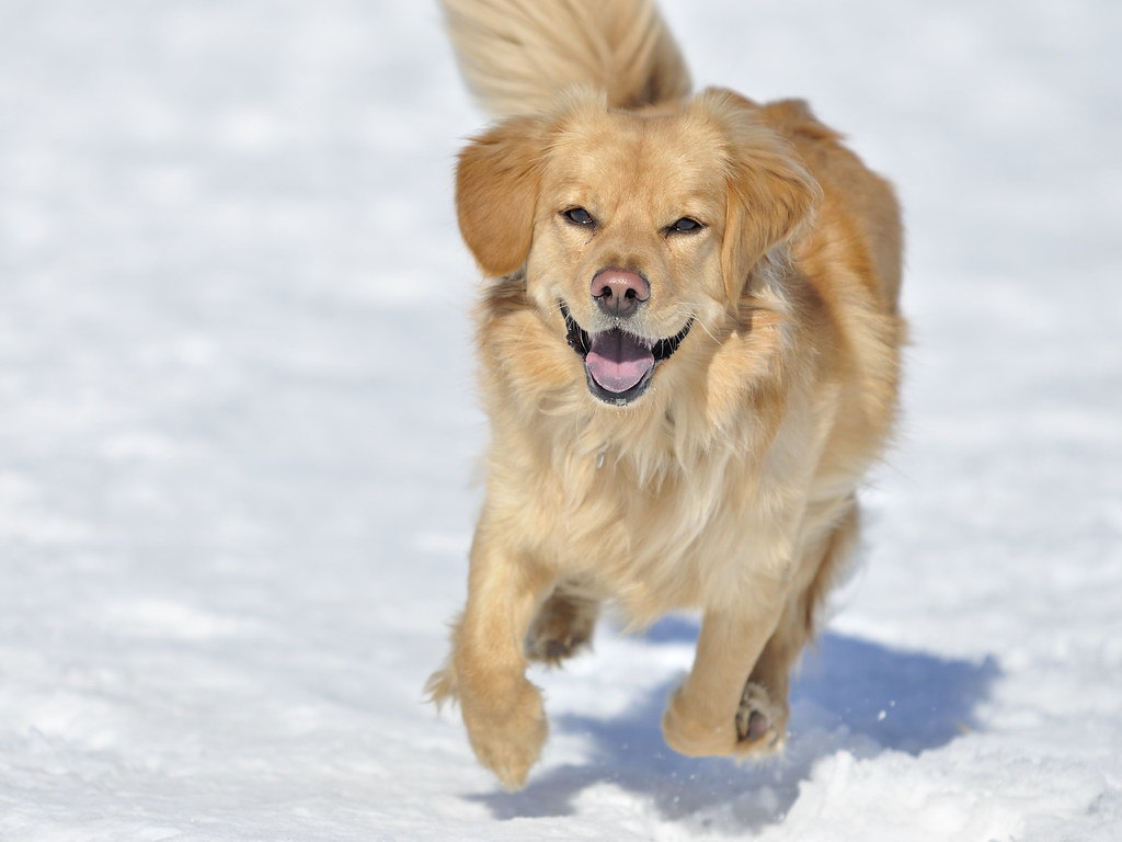 verschiedene Rassen von Golden Retrievern
