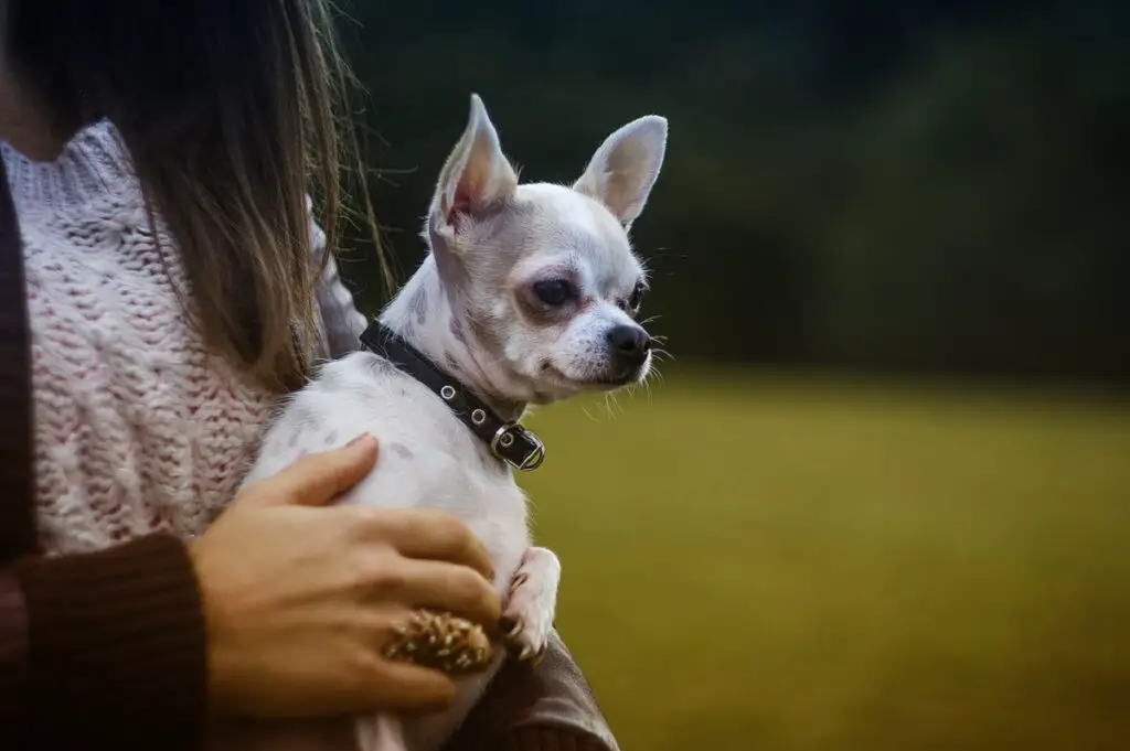 verschiedene Chihuahua-Rassen
