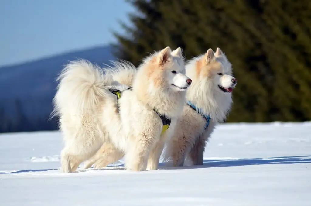 verschiedene Husky-Rassen
