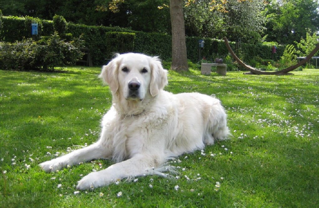 verschiedene Arten von Golden Retrievern
