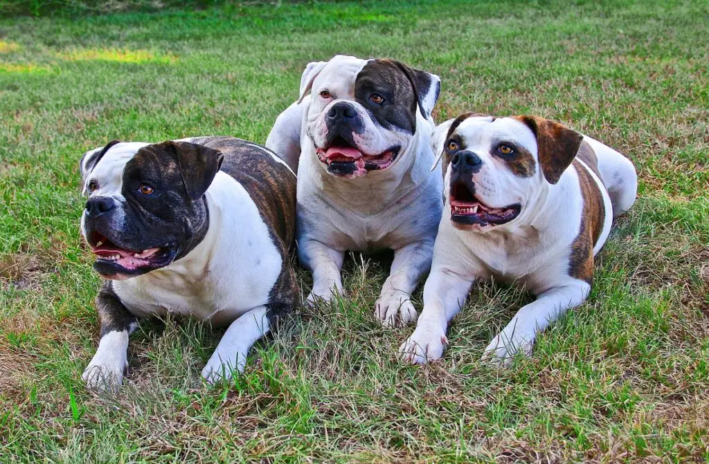 verschiedene Arten von Bulldoggen
