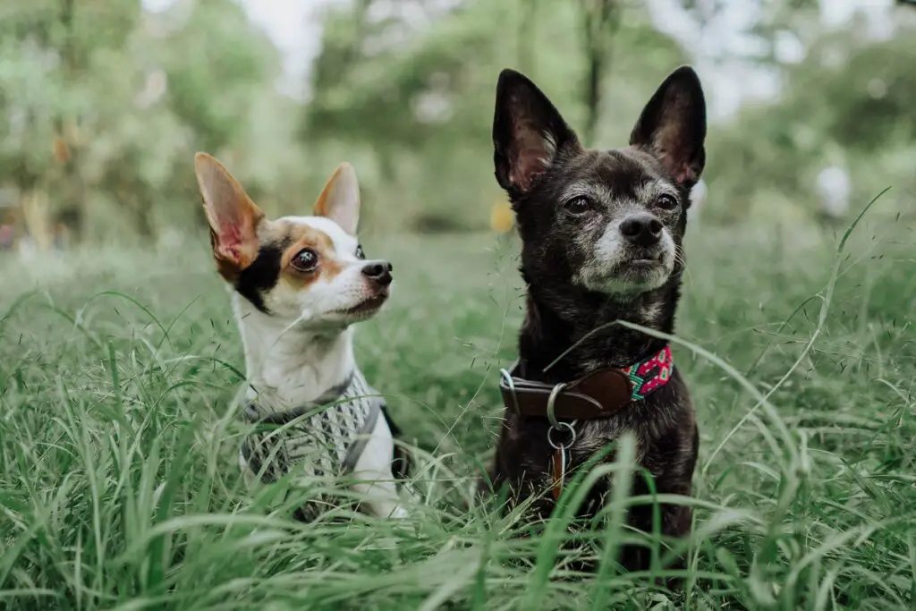 verschiedene Arten von Chihuahuas
