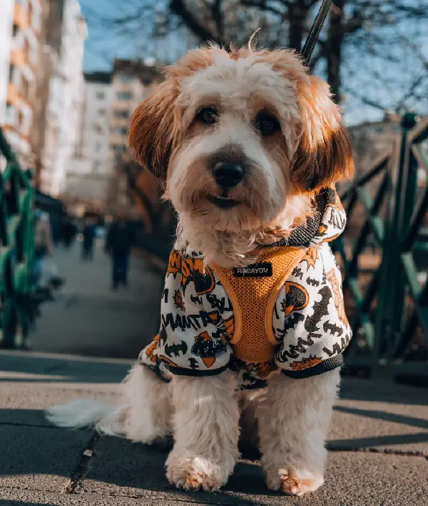 verschiedene Arten von Doodle-Hunden
