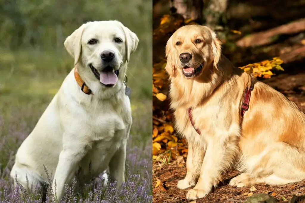 Haaren Labradore mehr als Golden Retriever?
