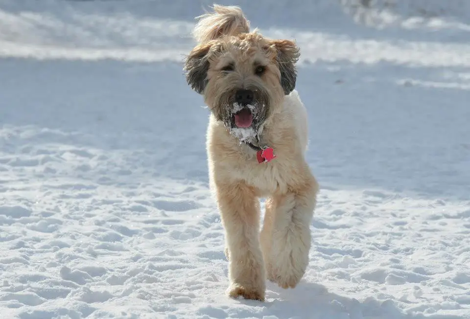 Getty Images: Haaren Terrier?