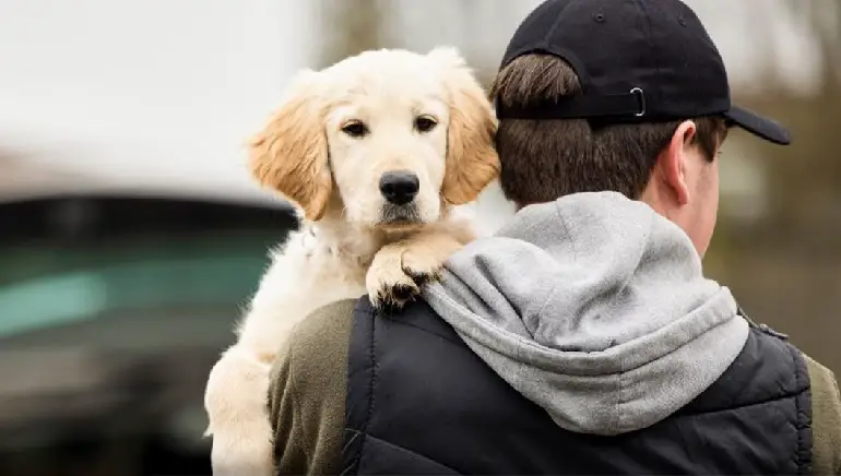 Hund stehlen
