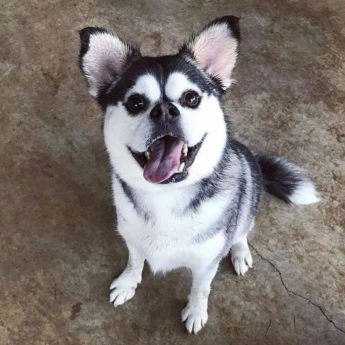 Hund, der wie ein Husky aussieht