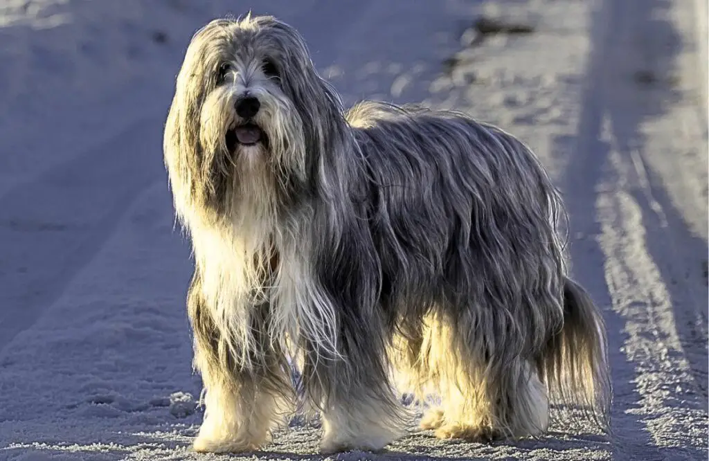 Hund mit vielen Haaren
