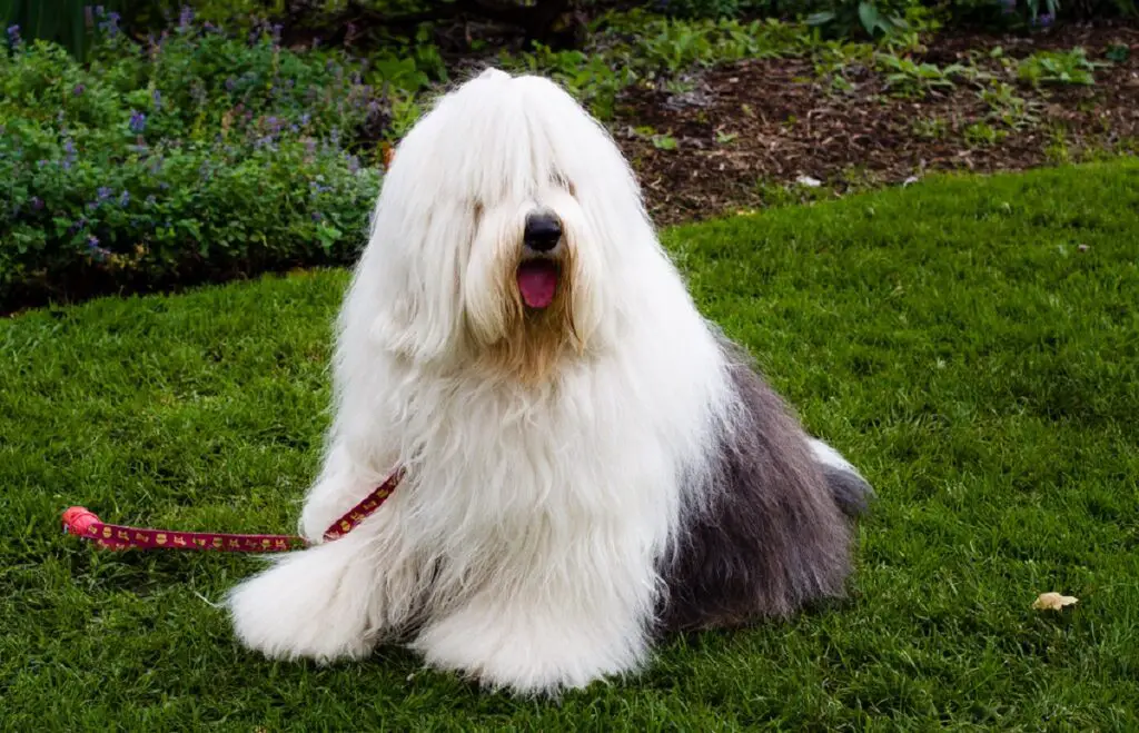 Hund mit flauschigem Haar
