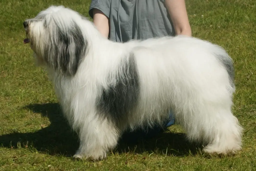 Hund mit flauschigem Haar
