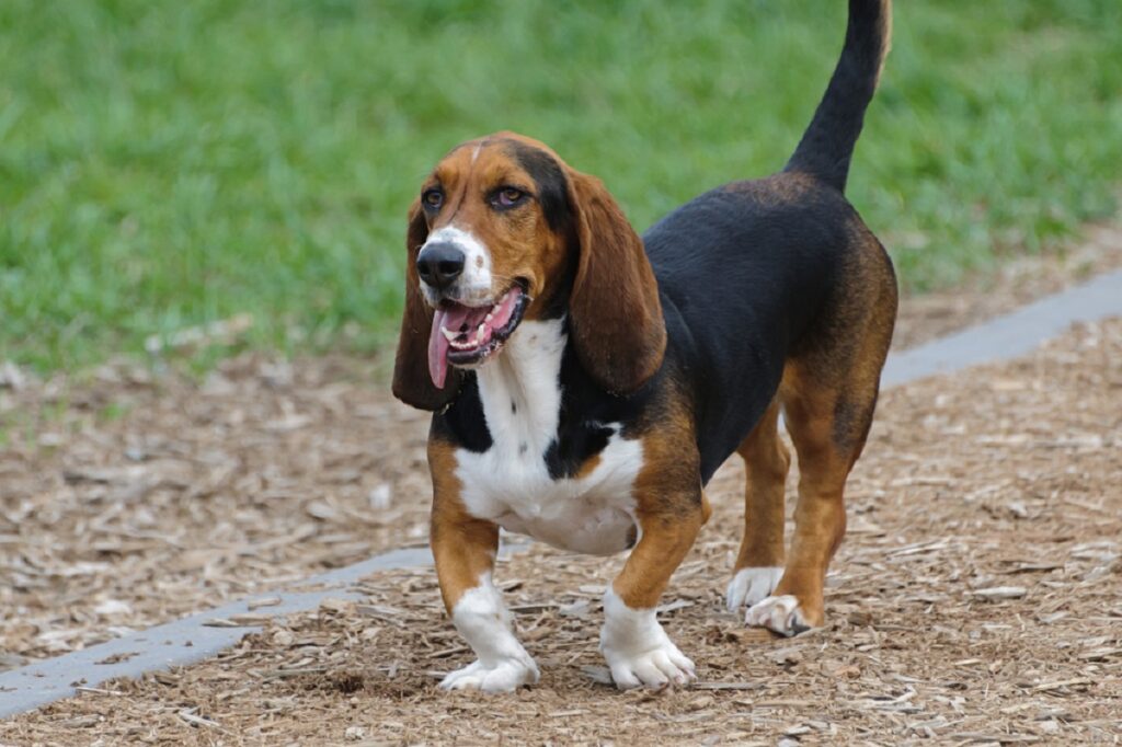 Hund mit faltigem Gesicht
