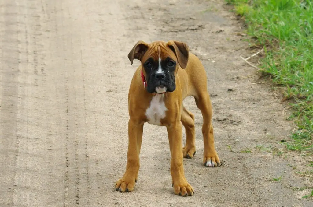 Hunde für Erstbesitzer
